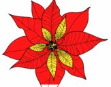 Flor de poinsetia