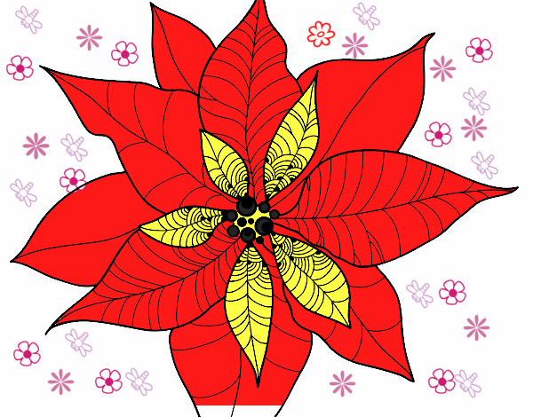 Flor de poinsetia