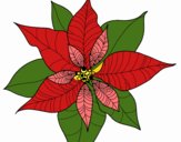 Flor de poinsetia