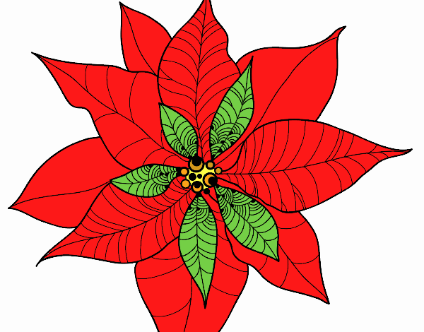 flor poinsetia