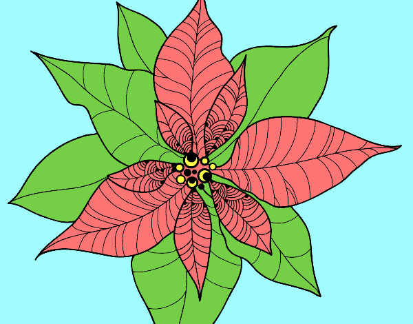 Flor de poinsetia