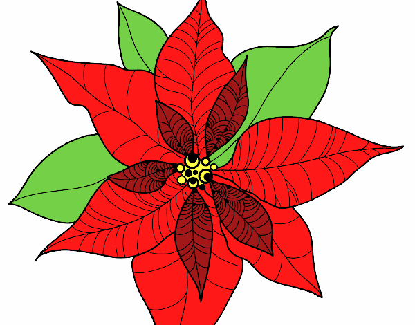 Flor de poinsetia