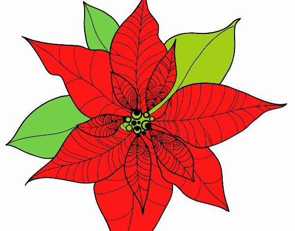 Flor de poinsetia