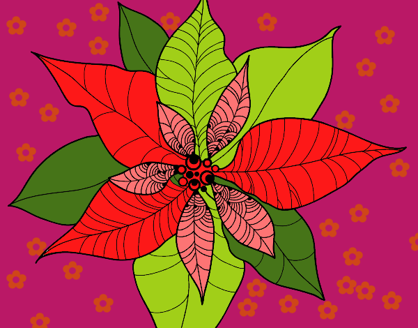 Flor de poinsetia