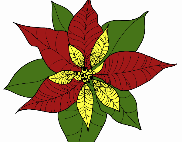 Flor de poinsetia