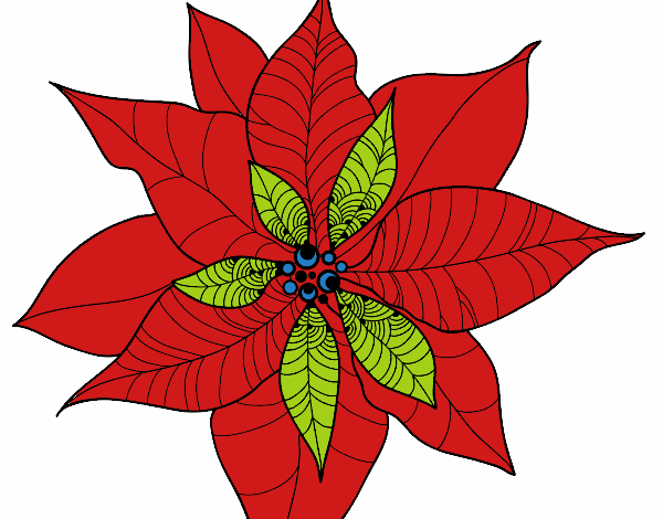 Flor de poinsetia