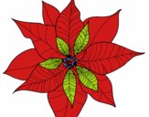 Flor de poinsetia