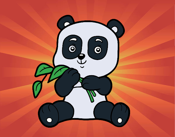 Un oso panda