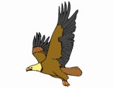 Águila volando