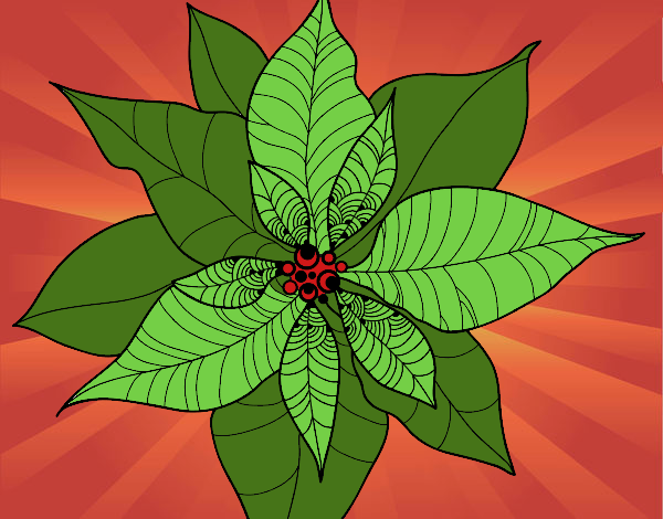 Flor de poinsetia