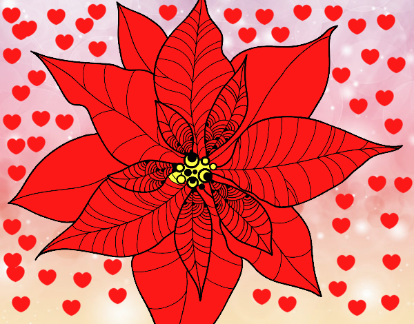 Flor de poinsetia