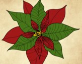 Flor de poinsetia