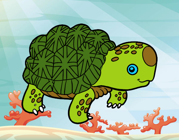 tortuga 