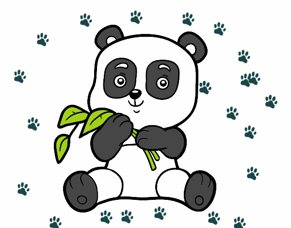 Un oso panda