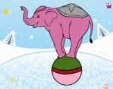 Elefante equilibrista