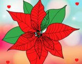 Flor de poinsetia