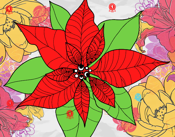 Flor de poinsetia