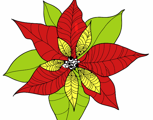 Flor de poinsetia