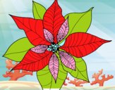 Flor de poinsetia