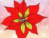 Flor de poinsetia