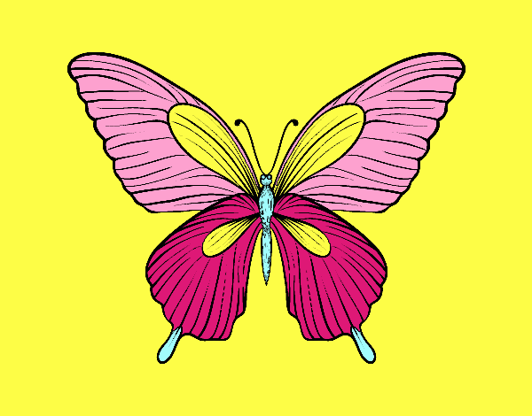 Mariposa tropical