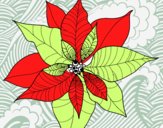 Flor de poinsetia