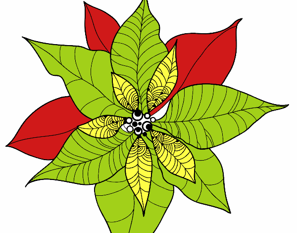 Flor de poinsetia