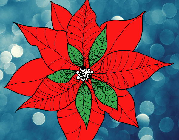 Flor de poinsetia