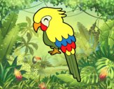 Guacamayo