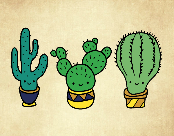 3 mini cactus