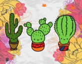 3 mini cactus