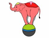 Elefante equilibrista