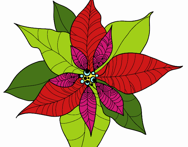 Flor de poinsetia