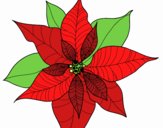 Flor de poinsetia