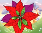 Flor de poinsetia