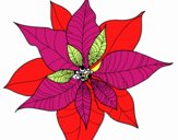 Flor de poinsetia