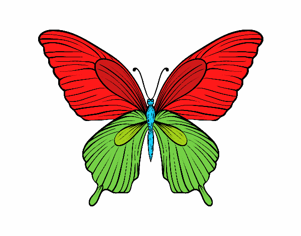 Mariposa tropical