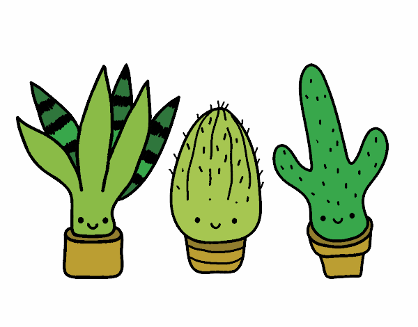 Mini cactus