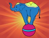 Elefante equilibrista