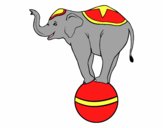 Elefante equilibrista