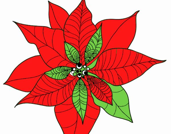 Flor de poinsetia