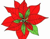 Flor de poinsetia