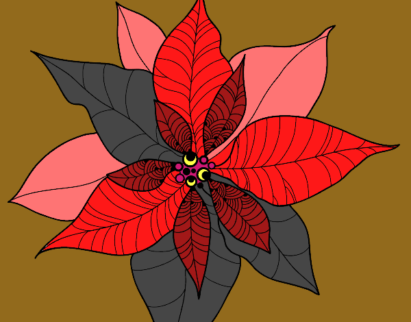 Flor de poinsetia