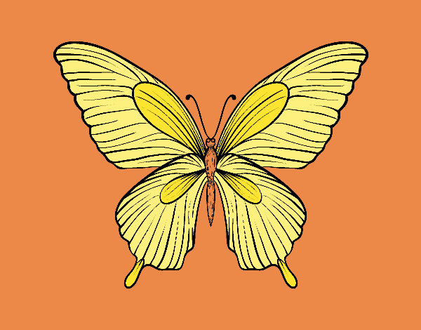 Mariposa tropical