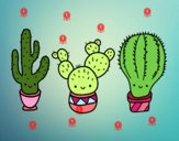 3 mini cactus