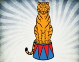 Tigre de circo