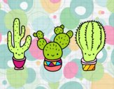 3 mini cactus