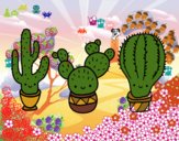 3 mini cactus