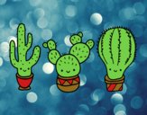 3 mini cactus