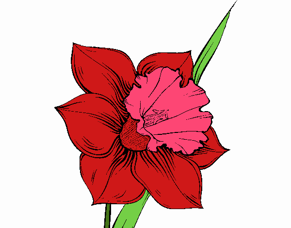 Dibujo Flor de narciso pintado por Juice